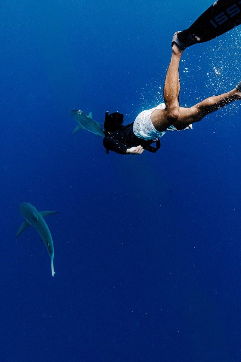 Descending headfirst into the blue past a reef shark