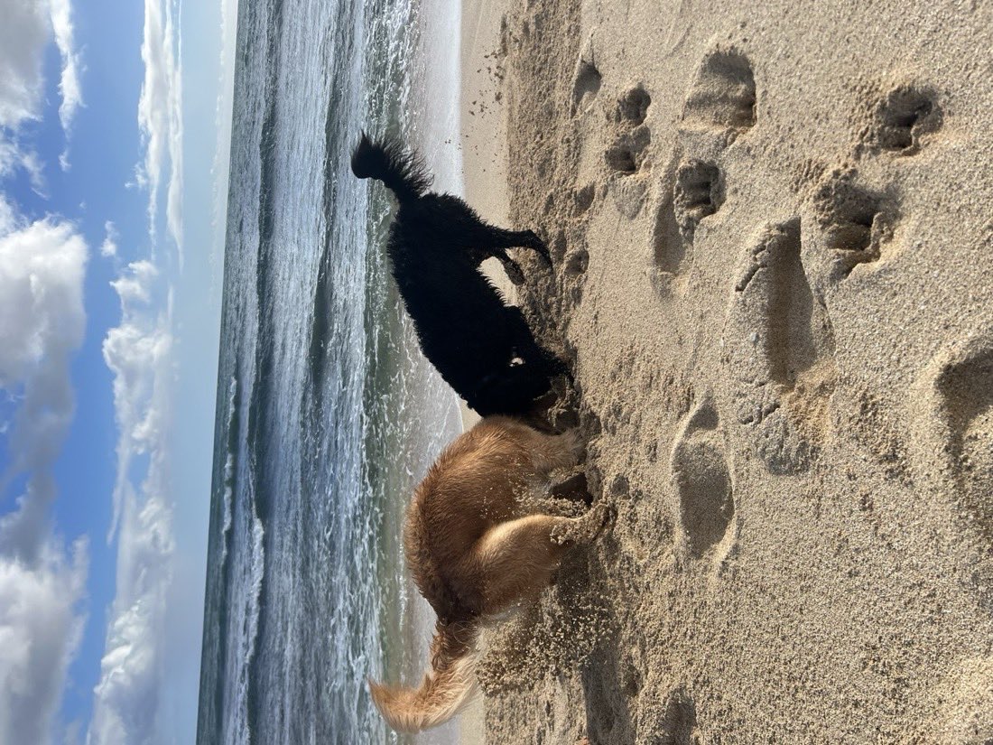 The two dogs running on the beach
