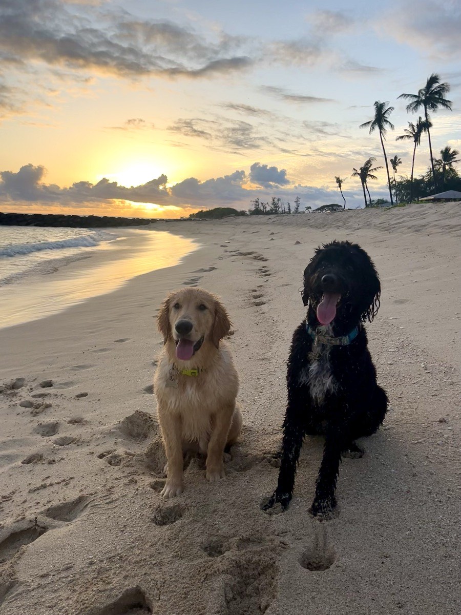 The two dogs on the beach at sunset