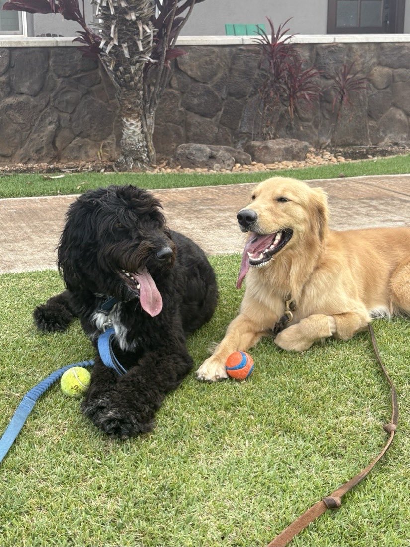 The two dogs at home in the yard