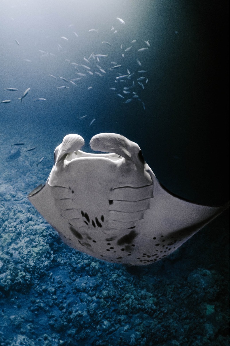Manta ray gliding over the reef at dusk
