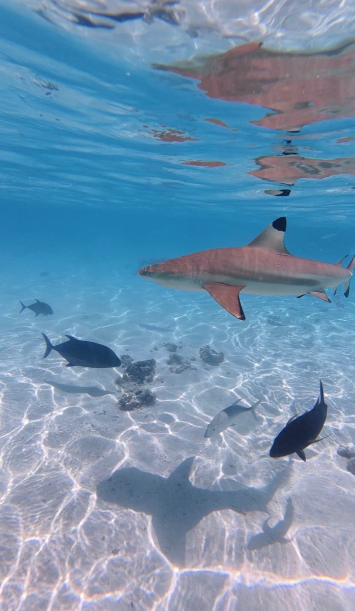 Blacktip reef shark in clear shallow water
