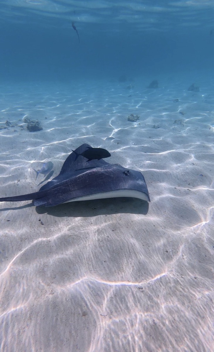 Stingray resting on the sandy bottom
